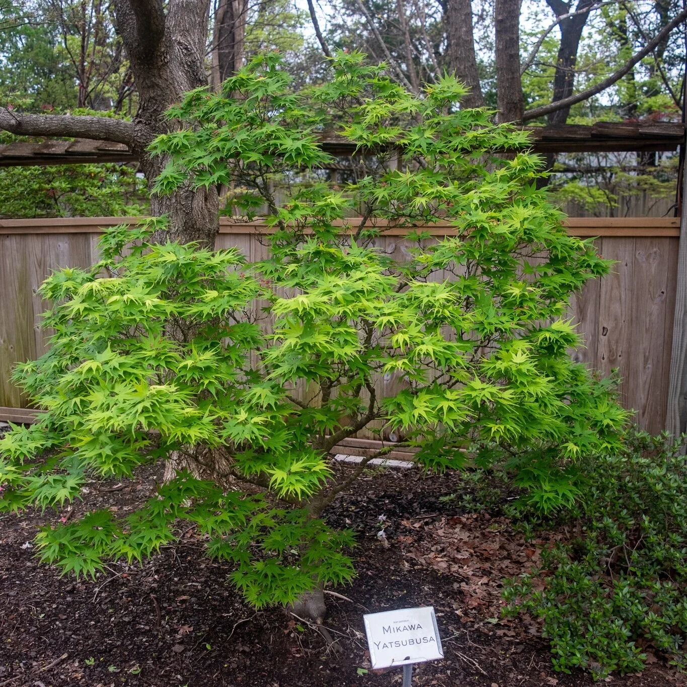 Popular Dwarf Japanese Maples — Metro Maples